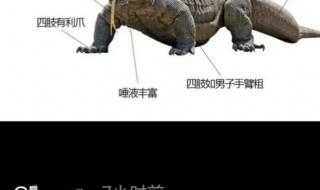 蜥蜴人是什么梗