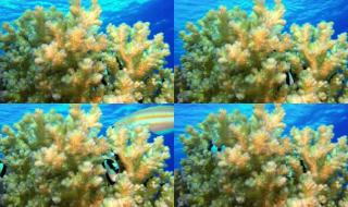 qq梦幻海底世界辅助 qq梦幻海底世界辅助