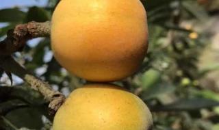 枇杷原产于日本 枇杷原产于日本