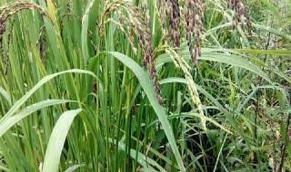 云南墨江县 云南墨江县