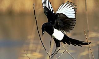 喜鹊叫吉凶 喜鹊叫吉凶