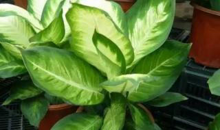 在广西消费打一花卉 在广西消费打一花卉