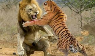 真正的万兽之王是谁