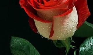 永远娇艳的玫瑰 永远娇艳的玫瑰